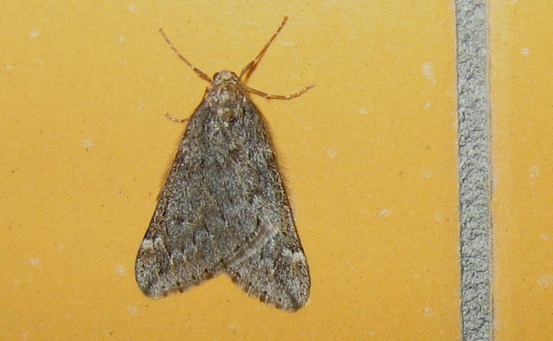 Alsophila aescularia - Geometridae........dal Trentino